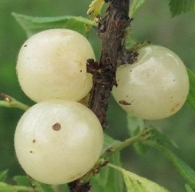 Nanking White Cherry Currant 2 Year Plant | Ribes rubrum | Translucent Sweet White Berry Shrub