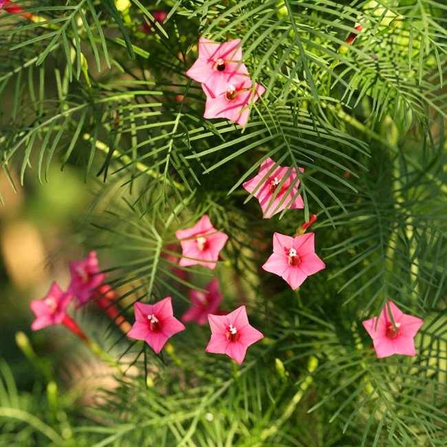 Pink Cypress Vine Seeds | Ipomoea quamoclit | Feather Leaf Pink Star Climbing Flower