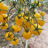 Charlotte Cherry Tomato Seeds F1 | Solanum lycopersicum 'Charlotte' | Indeterminate Pale Orange Juicy Snack Tomato