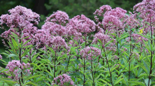 Joe Pye Weed Gravel Root Seeds | Eutrochium purpureum | Native Pink Pollinator Wildflower Perennial