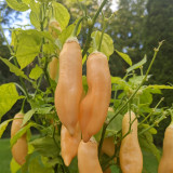Sugar Peach Pepper Seeds | Capsicum chinense | Peach Apricot Fruity Aroma Medium Mild Pepper