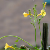 Yellow Little Cow Morning Glory Seeds | Ipomoea hederifolia var. lutea | Yellow Trumpet Climbing Vine