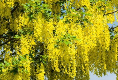 Golden Chain Tree Seeds | Laburnum alpinum | Alpine Ornamental Tree With Long Drooping Yellow Flower Chains