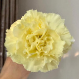 Yellow Carnation Seeds | Dianthus caryophyllus | Cold Hardy Fragrant Double Cut Flower