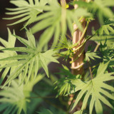 Red Maple Leaf Cypress Vine Seeds | Ipomoea sloteri | Red Five-Point Star Climbing Flower