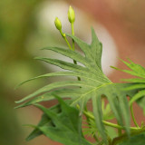 Red Maple Leaf Cypress Vine Seeds | Ipomoea sloteri | Red Five-Point Star Climbing Flower