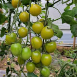 Dream Green Sweet No.2 Tomato Seeds F1 | Solanum lycopersicum | Emerald Green High Sugar Juicy Cherry Tomato