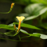 Yellow Little Cow Morning Glory Seeds | Ipomoea hederifolia var. lutea | Yellow Trumpet Climbing Vine