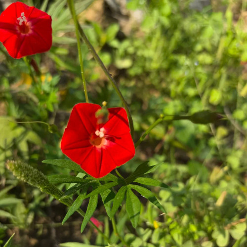 Red Maple Leaf Cypress Vine Seeds | Ipomoea sloteri | Red Five-Point Star Climbing Flower