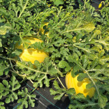 Lemon Candy Watermelon Seeds | Citrullus lanatus | Creamy Sweet Golden Flesh Mini Summer Melon