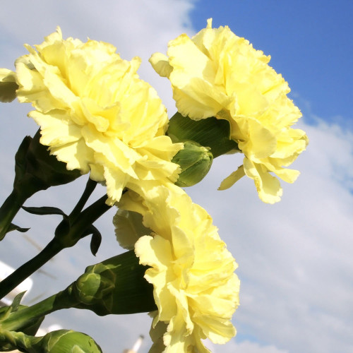 Yellow Carnation Seeds | Dianthus caryophyllus | Cold Hardy Fragrant Double Cut Flower