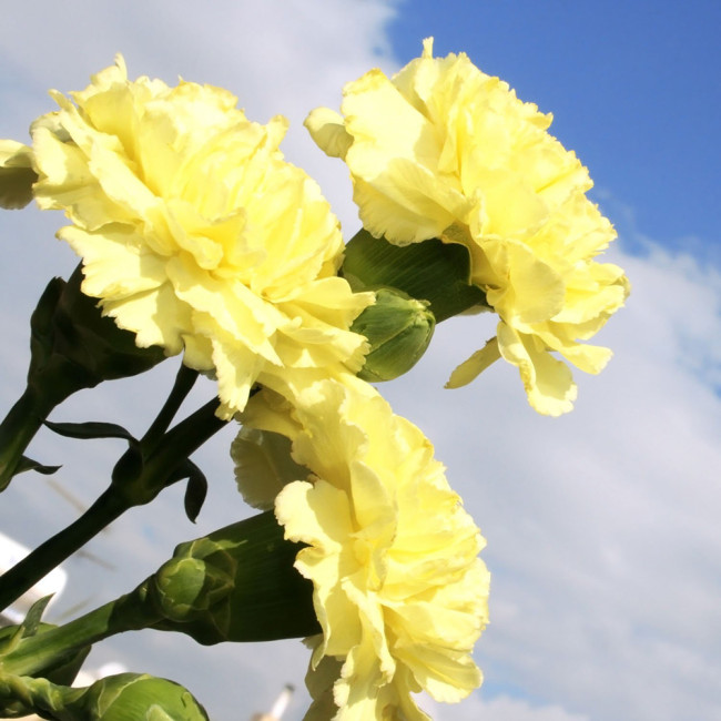 Yellow Carnation Seeds | Dianthus caryophyllus | Cold Hardy Fragrant Double Cut Flower