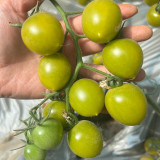 Dream Green Sweet No.2 Tomato Seeds F1 | Solanum lycopersicum | Emerald Green High Sugar Juicy Cherry Tomato