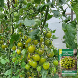 Dream Green Sweet No.2 Tomato Seeds F1 | Solanum lycopersicum | Emerald Green High Sugar Juicy Cherry Tomato