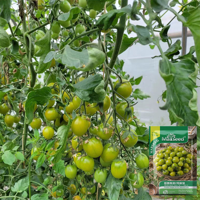 Dream Green Sweet No.2 Tomato Seeds F1 | Solanum lycopersicum | Emerald Green High Sugar Juicy Cherry Tomato