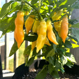 Sugar Peach Pepper Seeds | Capsicum chinense | Peach Apricot Fruity Aroma Medium Mild Pepper