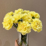 Yellow Carnation Seeds | Dianthus caryophyllus | Cold Hardy Fragrant Double Cut Flower