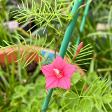 Pink Cypress Vine Seeds | Ipomoea quamoclit | Feather Leaf Pink Star Climbing Flower
