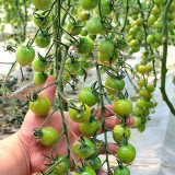 Dream Green Sweet No.2 Tomato Seeds F1 | Solanum lycopersicum | Emerald Green High Sugar Juicy Cherry Tomato