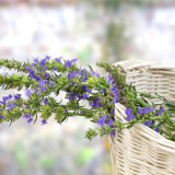 Blue Hyssop Herb Seeds | Hyssopus officinalis | Cold Hardy Edible Aromatic Perennial Flower