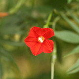 Red Maple Leaf Cypress Vine Seeds | Ipomoea sloteri | Red Five-Point Star Climbing Flower