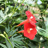 Red Maple Leaf Cypress Vine Seeds | Ipomoea sloteri | Red Five-Point Star Climbing Flower