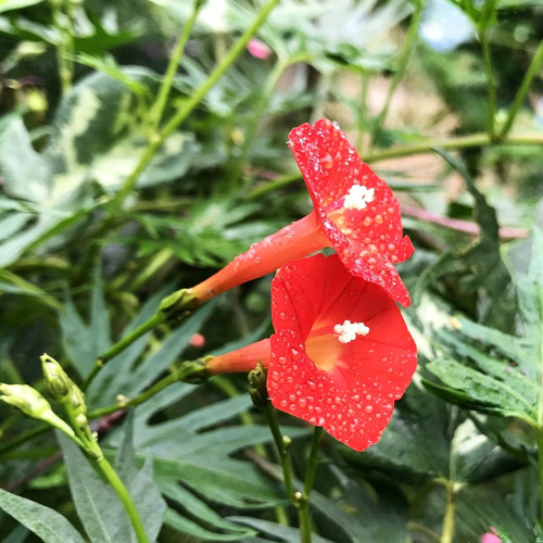 Red Maple Leaf Cypress Vine Seeds | Ipomoea sloteri | Red Five-Point Star Climbing Flower