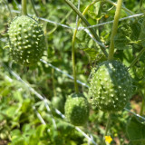 West Indian Gherkin Seeds | Cucumis anguria | Mini Prickly Cucumber For Pickling & Fresh Snack
