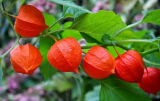 Chinese Lantern Physalis Seeds | Alkekengi officinarum | Heirloom Non-GMO Orange Lantern Ornamental Perennial