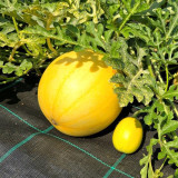 Lemon Candy Watermelon Seeds | Citrullus lanatus | Creamy Sweet Golden Flesh Mini Summer Melon