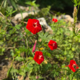 Red Maple Leaf Cypress Vine Seeds | Ipomoea sloteri | Red Five-Point Star Climbing Flower