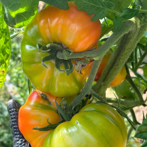 Hillbilly Potato Leaf Tomato Seeds | Solanum lycopersicum | Heirloom Bicolor Striped Beefsteak Sweet Low Acid Fruit