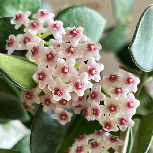 Coin Leaf Hoya Stem Cuttings | Hoya nummularioides | Pink Centered Wax Flower Trailing Vine
