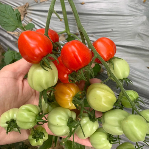 Accordion Cherry Tomato Seeds | Solanum lycopersicum | Unique Multi-Cluster Sweet Ribbed Cherry Tomato