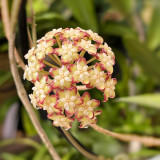 Wide Leaf Finlayson Hoya Cuttings | Hoya finlaysonii 'Nova' | Veined Mottled Leaf Red Cream Star Wax Vine