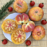 Hillbilly Potato Leaf Tomato Seeds | Solanum lycopersicum | Heirloom Bicolor Striped Beefsteak Sweet Low Acid Fruit