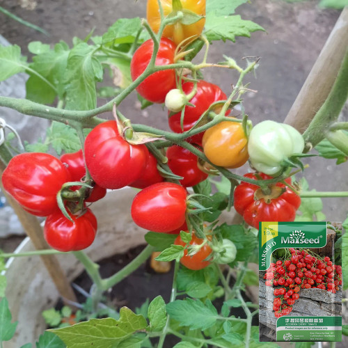 Accordion Cherry Tomato Seeds | Solanum lycopersicum | Unique Multi-Cluster Sweet Ribbed Cherry Tomato