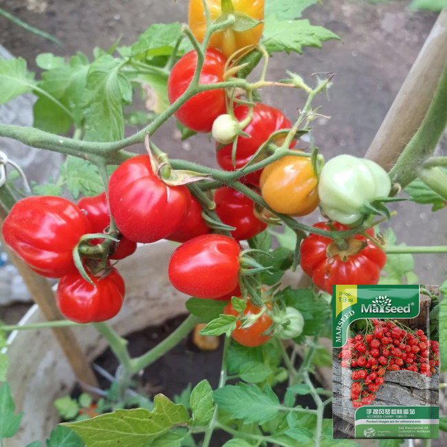 Accordion Cherry Tomato Seeds | Solanum lycopersicum | Unique Multi-Cluster Sweet Ribbed Cherry Tomato