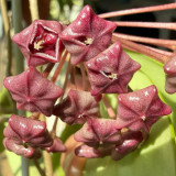 Green Leaf Red Bloom Hoya Cuttings | Hoya pubicalyx 'Pink Silver' | Speckled Leaf Fuzzy Burgundy Star Flower Wax Vine