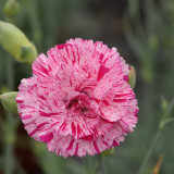 Frilly Mixed Carnation Seeds | Dianthus caryophyllus | Fragrant Perennial Ruffled Edge Cut Flower