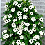 White Sunrise Black Eyed Susan Vine Seeds | Thunbergia alata | White Petal Dark Core Climbing Flower
