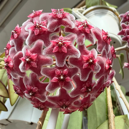 Green Leaf Red Bloom Hoya Cuttings | Hoya pubicalyx 'Pink Silver' | Speckled Leaf Fuzzy Burgundy Star Flower Wax Vine
