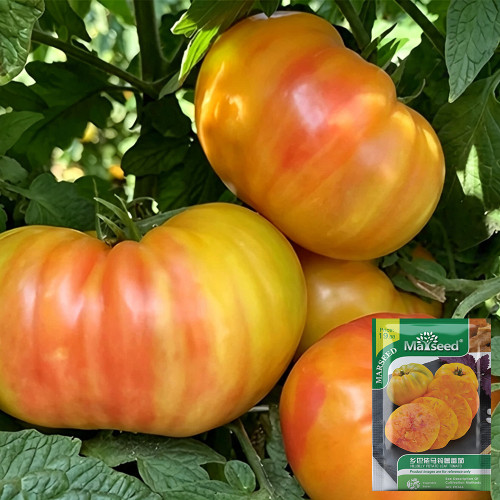 Hillbilly Potato Leaf Tomato Seeds | Solanum lycopersicum | Heirloom Bicolor Striped Beefsteak Sweet Low Acid Fruit