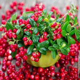 American Cranberry Seeds | Vaccinium macrocarpon | Antioxidant Edible Perennial Dwarf Berry Shrub