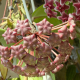 Green Leaf Red Bloom Hoya Cuttings | Hoya pubicalyx 'Pink Silver' | Speckled Leaf Fuzzy Burgundy Star Flower Wax Vine