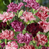 Frilly Mixed Carnation Seeds | Dianthus caryophyllus | Fragrant Perennial Ruffled Edge Cut Flower