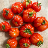 Accordion Cherry Tomato Seeds | Solanum lycopersicum | Unique Multi-Cluster Sweet Ribbed Cherry Tomato