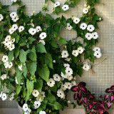 White Sunrise Black Eyed Susan Vine Seeds | Thunbergia alata | White Petal Dark Core Climbing Flower
