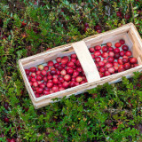 American Cranberry Seeds | Vaccinium macrocarpon | Antioxidant Edible Perennial Dwarf Berry Shrub