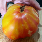 Hillbilly Potato Leaf Tomato Seeds | Solanum lycopersicum | Heirloom Bicolor Striped Beefsteak Sweet Low Acid Fruit